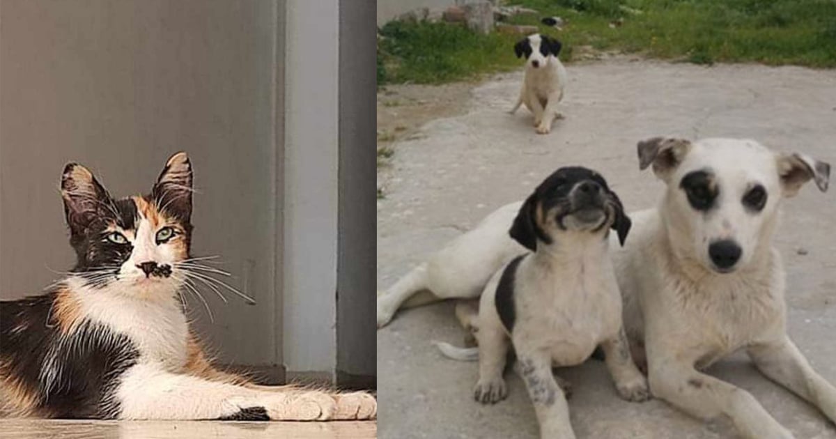 الحملة الوطنية للتلقيح ضد داء الكلب في تونس: حماية الإنسان والحيوان