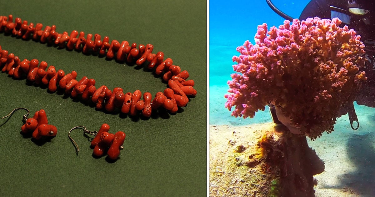 جهود تونس لحماية شعابها المرجانية الحمراء الثمينة في سواحلها الشمالية الغربية